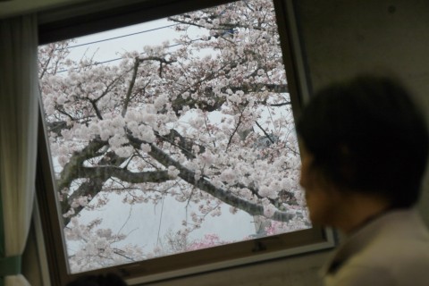 長瀞さくら巡り～アナタの知らない隠れた名所～