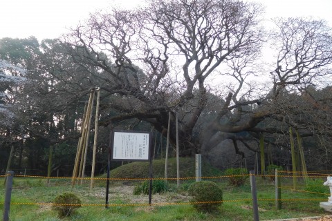 吉高の大桜と佐倉フラワーフェスタ2018