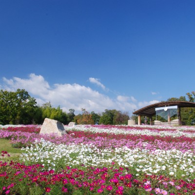 古墳群と四季折々の花が美しい馬見丘陵公園コース（河合町）
