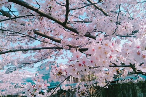 【札幌開催】～春がきた！～　札幌の春を満喫ロゲイニング　”走ろうにっぽん”