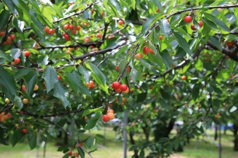 さくらんぼ食べ放題マラニック