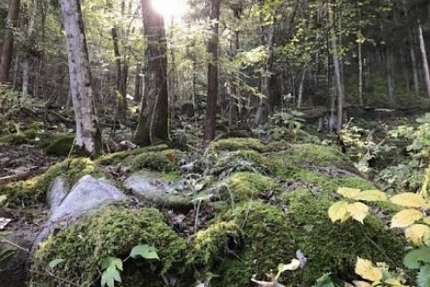 東白川村つちのこトレイルマラニック2018