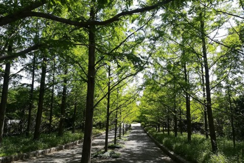 神戸森林植物園クロスカントリー駅伝