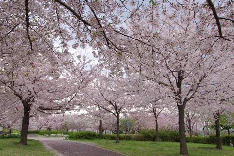 第２回　大島小松川公園＆荒川エコ・ジャーニーマラソン