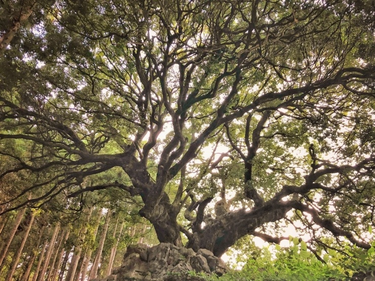 東京で一番大きなカシの木はとんでもない巨岩の上に。