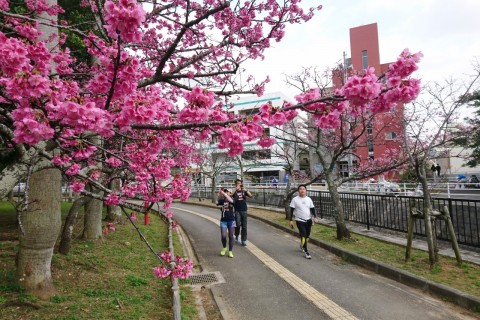 お花見ランニングツアー【Run Ride POINT×オカシノニワ コラボ企画】