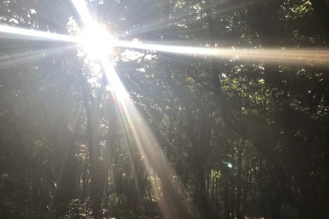 広島県 第9回 IDATENチャレンジ 真夏のもみのき森林公園マラソン