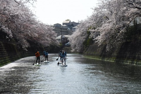 大岡川お花見SUPツアー 3/30,3/31