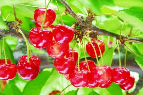 寒河江さくらんぼウォーク2019