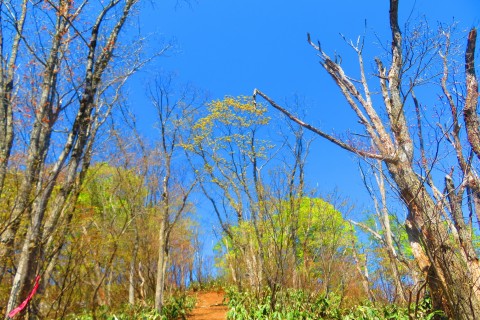 八森山.大高根山トレイルフェスタ
