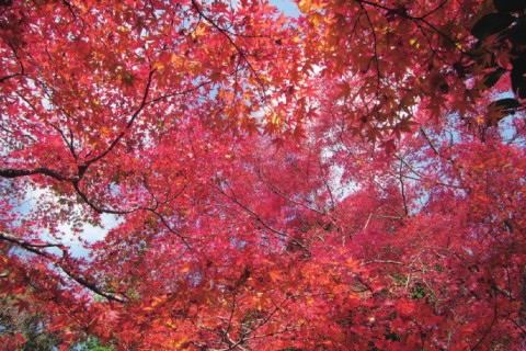 第2回聖徳太子の里ツーデーウオーク