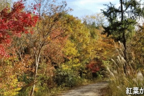 近江富士と希望が丘アクティブクロカン 約20km 紅葉編　（ほたるの湯 入浴券付き）