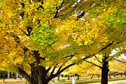 ウィンターハーフマラソン大会2025＠国営昭和記念公園