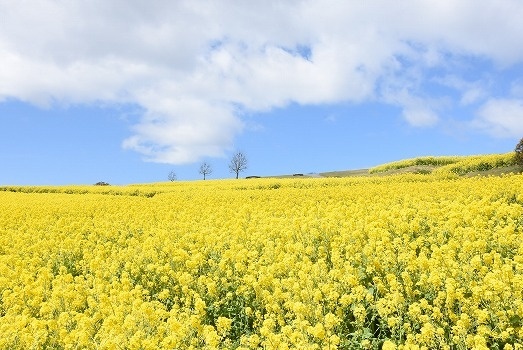 あわじ花さじき