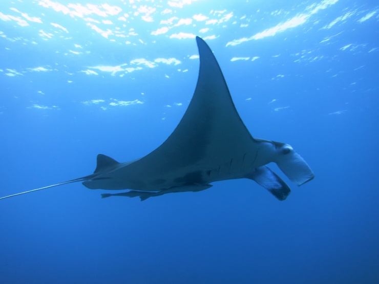 ブルミンゴ 石垣ブランチ