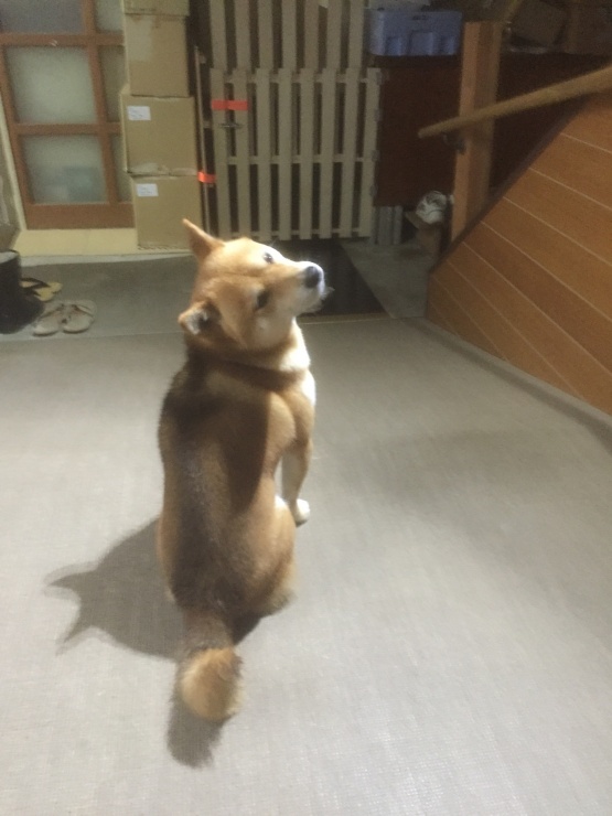 有限会社にべスポーツ