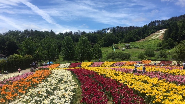 いいでどんでん平ゆり園