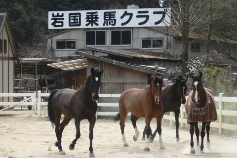 岩国乗馬クラブ