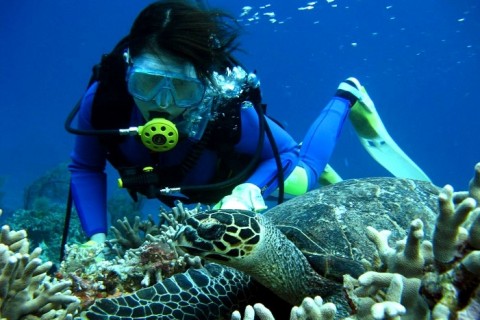 ｂｅｇｉｎ ダイビングバディズ