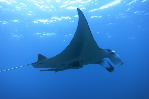 ブルミンゴ 石垣ブランチ