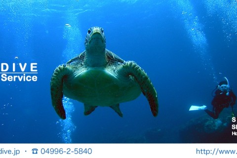シーダイブ