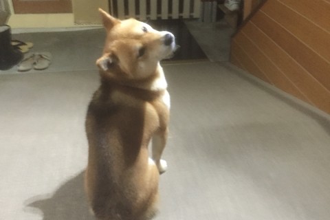 有限会社にべスポーツ