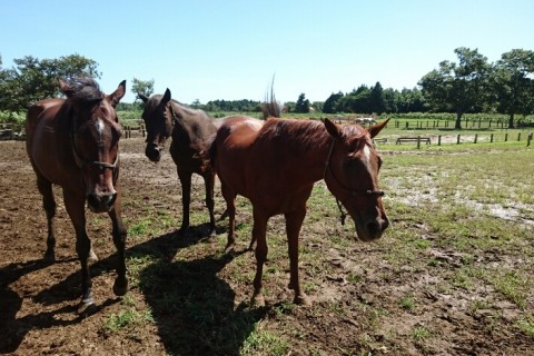 ファーム・クラインガルテン