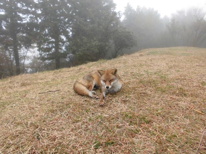 人をおそれない狐