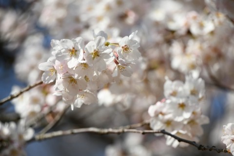 4/3(金)早朝お花見sakurarun♪