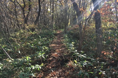 SAIOTO COLORS ～Green Ver.～ 2026（トレイルラン・ハイキング）