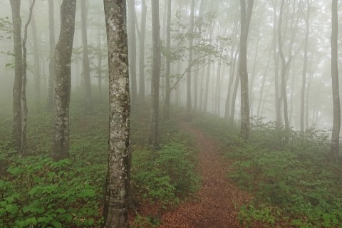 面白山ラウンドトレイル
