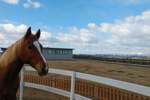 仙台市 海岸公園馬術場