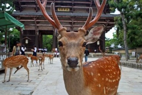 鹿さんに会いに行こう 東大寺・奈良公園へワンウェイ遠足ラン40
