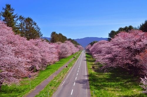 二十間道路桜並木 | e-moshicom（イー・モシコム）