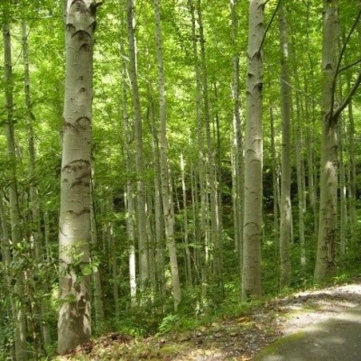 コバルトライン