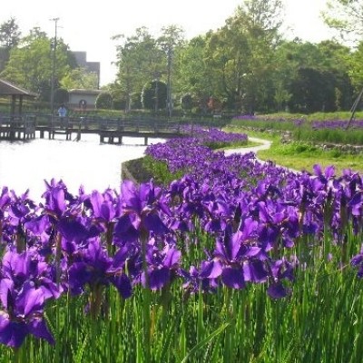 アヤメと水鳥に会える　早水公園周遊コース