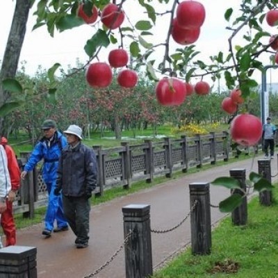 りんごの里板柳・岩木山眺望コース