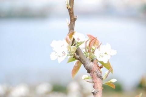 梨の花の薫る道