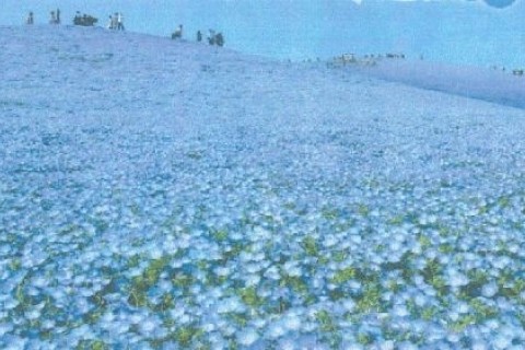 いつも花咲く海浜公園・古代はにわ遺跡の風景