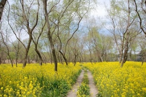 日本最後の清流・四万十川とヤナギ林の中の菜の花の森を訪れる道