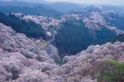 日本一の桜のさと・吉野山を巡るみち
