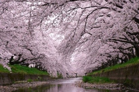 尾北自然歩道　(五条川の桜並木)