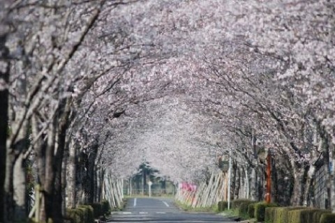 小林・出の山湧水ホタルの里・まきばの桜・霧島連山の絶景を巡る道