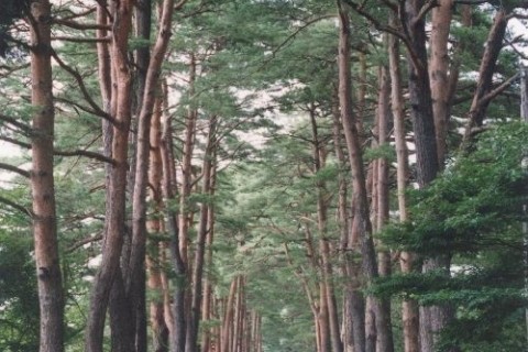 松並木とラベンダー園を訪ねる道