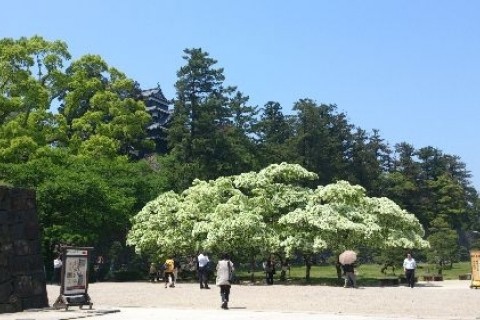 松江城周辺樹木めぐり