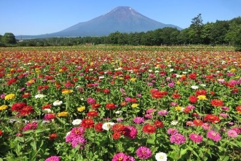 花の都から湧水の「忍野八海」へのみち