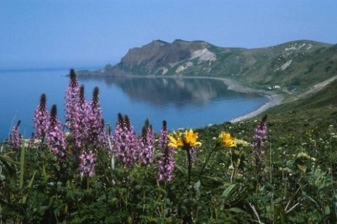 礼文島花巡りみち
