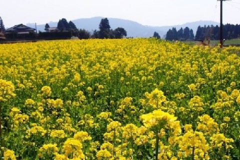 龍馬ハネムーンウォークin霧島「花はきりしま菜の花コース」