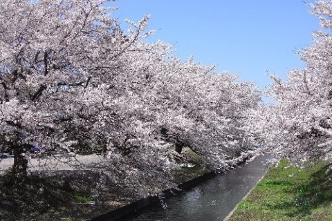新江の桜並木と安田の街並み