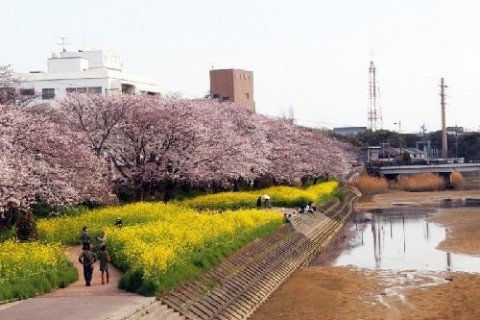 虹ケ浜・島田川コース
